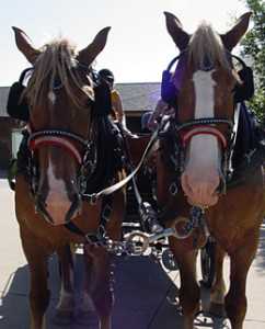 Stewart Home School Equestrian Program